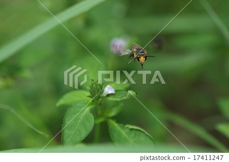 Visiting living creatures insects Yanotegari beech and fox. A considerable number had gathered Visiting living creatures insects Yanotegari beech and fox. A considerable number had gathered 17411247
