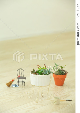 多肉植物迷你 17411256