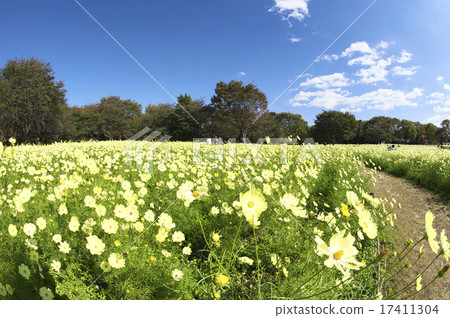 Cosmos Hill Cosmos Hill 17411304