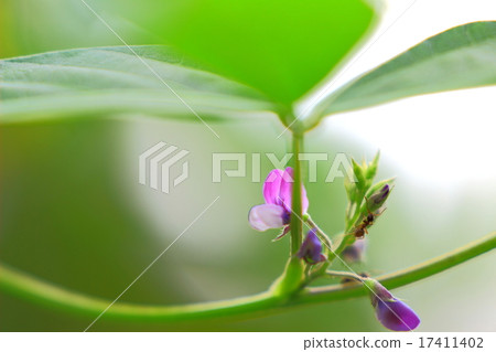 Flowers and ants of Glycine soybean 17411402