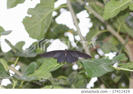 長崎ageha 01 17411429