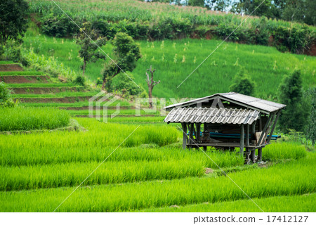 cottage in terraced Paddy Field cottage in terraced Paddy Field 17412127
