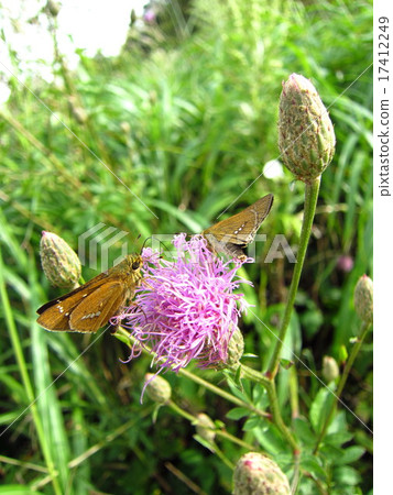 Flowers and Butterfly Seselicium Flowers and Butterfly Seselicium 17412249