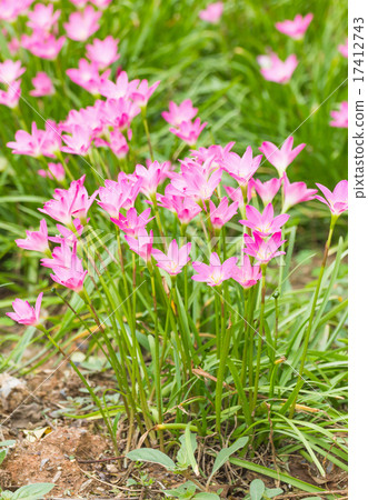 Pink rain lily flower 17412743