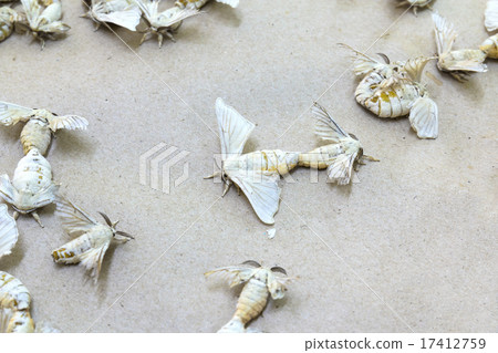 Silkworm butterflies Silkworm butterflies 17412759