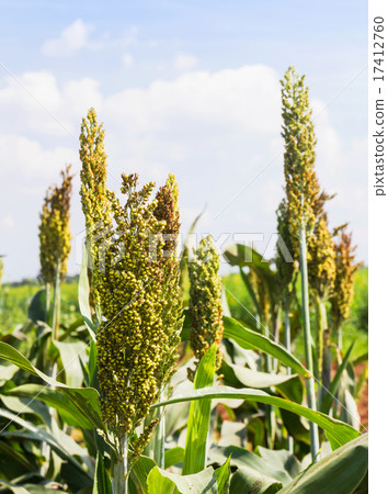 Sorghum field Sorghum field 17412760