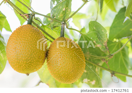 Spring Bitter Cucmber or Gac fruit 17412761