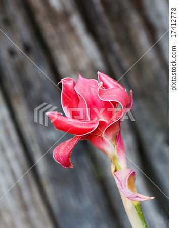 Torch ginger Torch ginger 17412778