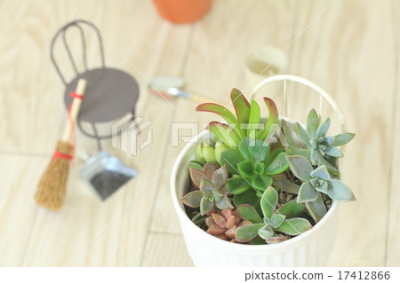 Succulent plants mini 17412866