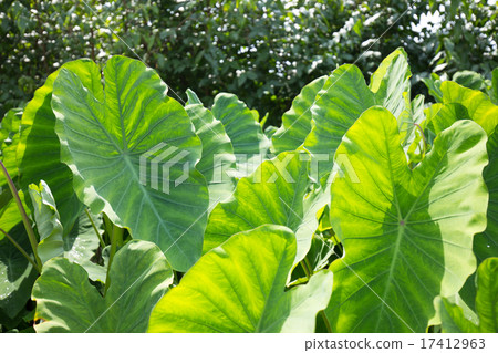 Taro leaf 17412963