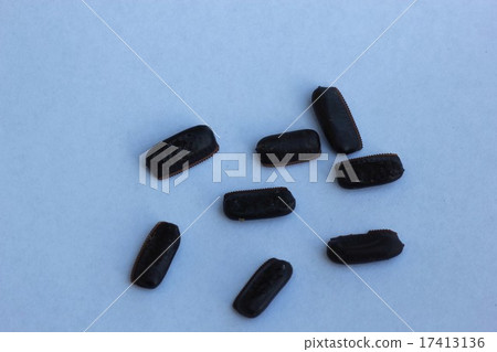 Egg of black cockroach! 17413136