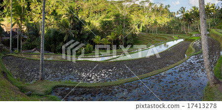 Rice terraced paddy fields in Gunung Kawi, Bali 17413278