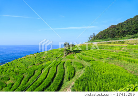 Evening white rice 1,000 pieces 17413299