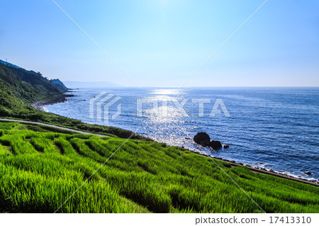 晚上白米1000片 17413310