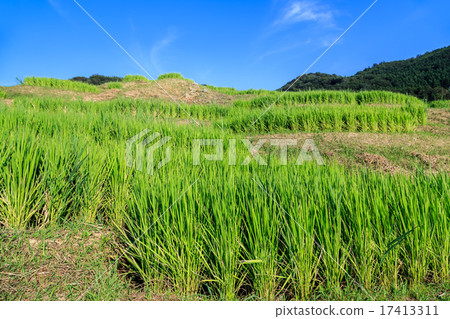 Evening white rice 1,000 pieces Evening white rice 1,000 pieces 17413311