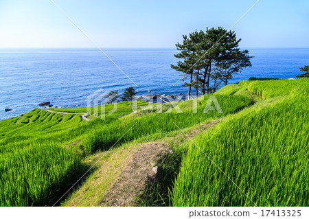 晚上白米1000片 晚上白米1000片 17413325