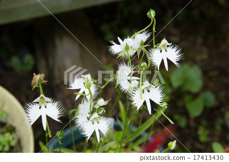 Shirassagisou（Shirasagi草） 17413430