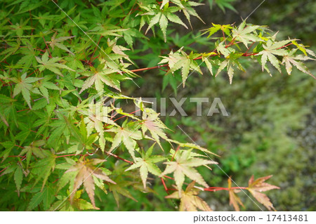 秋葉早期的秋天槭樹 17413481