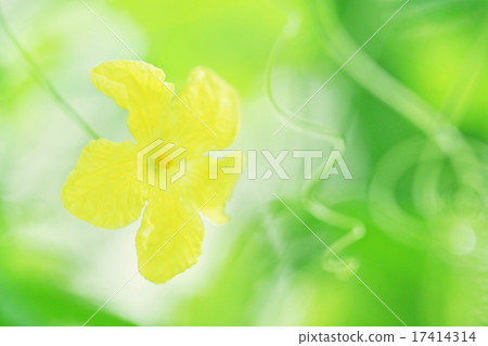 苦瓜。生態。背景材料。 17414314