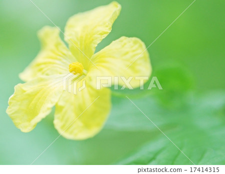 Goya. Eco Goya. Eco 17414315