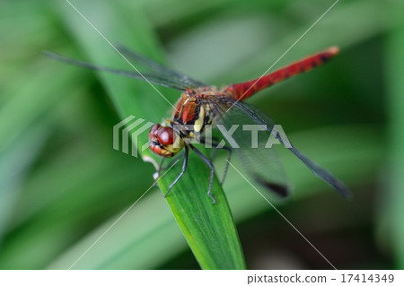 紅蜻蜓 17414349