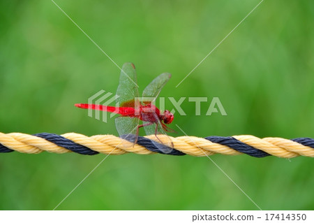 紅蜻蜓 17414350