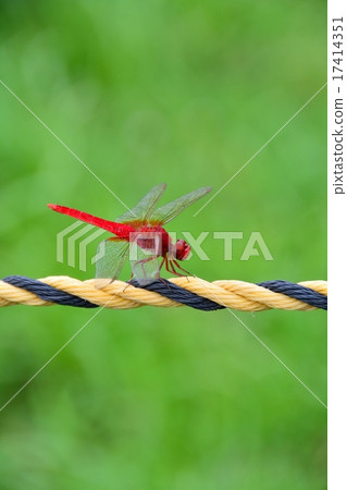 紅蜻蜓 17414351