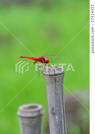 Red dragonfly 17414352