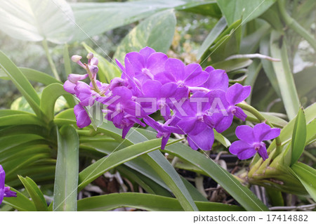 Beautiful orchid in nature Beautiful orchid in nature 17414882
