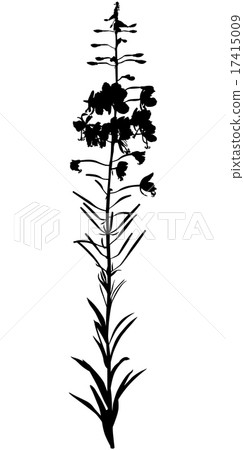 Willow-herb flower 17415009