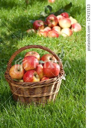 apples apples 17415313