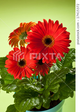 gerbera gerbera 17415372