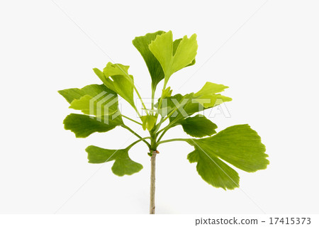 ginkgo ginkgo 17415373