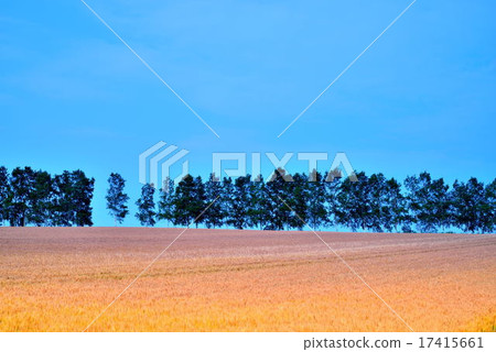 Biei in summer Biei in summer 17415661