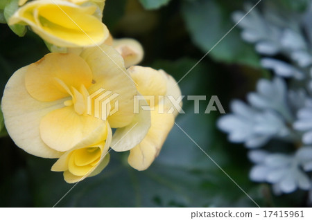 BECONIA BECONIA 17415961