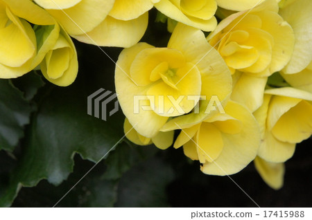 BECONIA 17415988