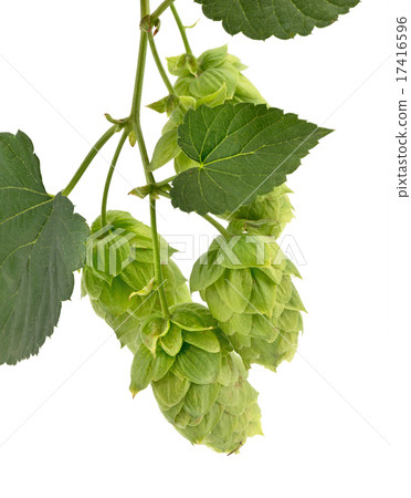 hop cones isolated 17416596