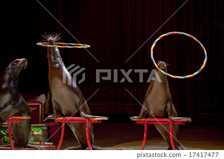 Circus Seal while playing on the black 17417477