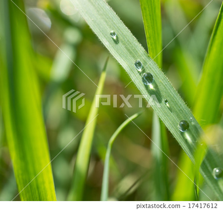 detail of grass with drops of water detail of grass with drops of water 17417612