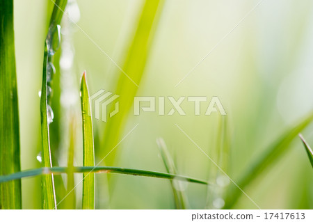 green background, detail of grass green background, detail of grass 17417613