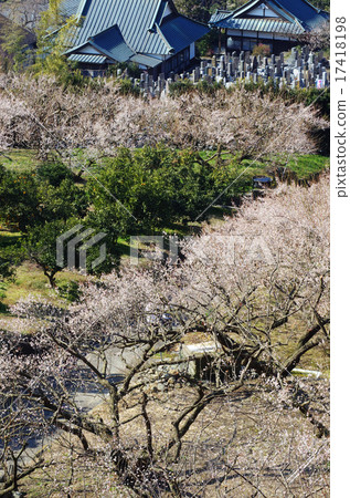 Fuji and plum 17418198