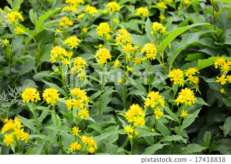 Miyama Akinokirinso 17418838