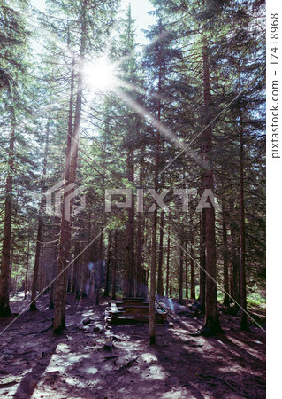 pine forest pine forest 17418968