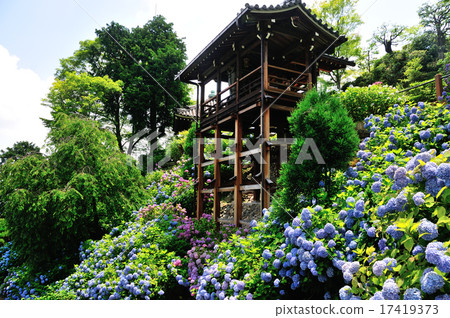 吉峰寺繡球花園 17419373