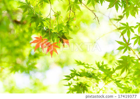 彩色楓木 17419377
