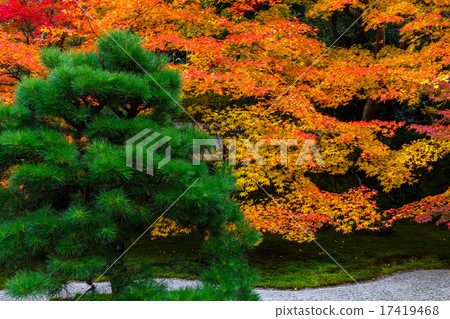 Autumn leaves of Nenzenji Tensenan 17419468