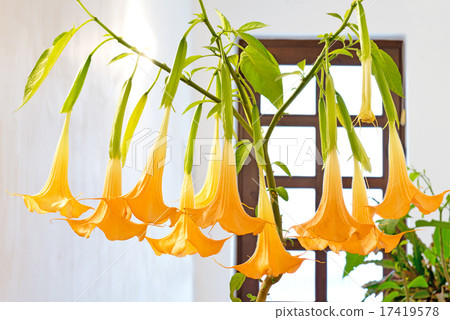 blooming flower - datura 17419578