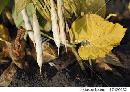 Gold beans from Tokachi Gold beans from Tokachi 17420082