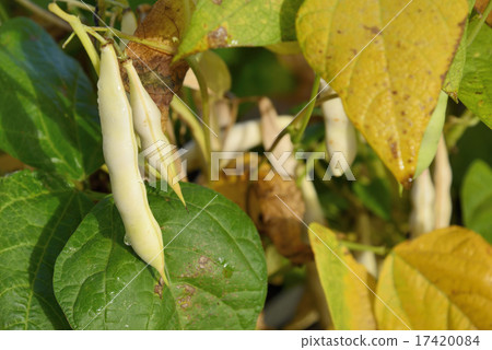 Gold beans from Tokachi Gold beans from Tokachi 17420084