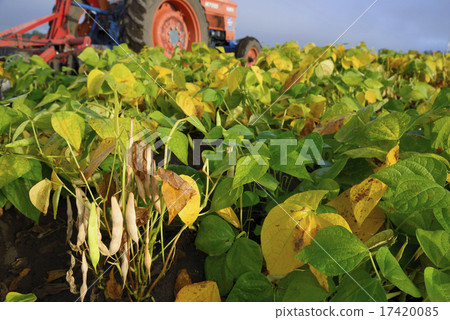 Gold beans from Tokachi 17420085